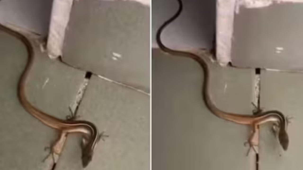 Is This Viral Video Of 'Snake With Legs' Real Or Edited? Internet Is Divided