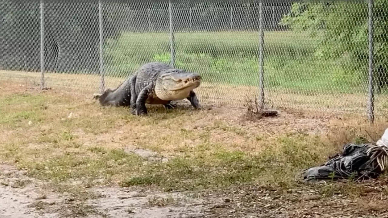 The alligator was relocated to a distant habitat away from the school. | PCSO