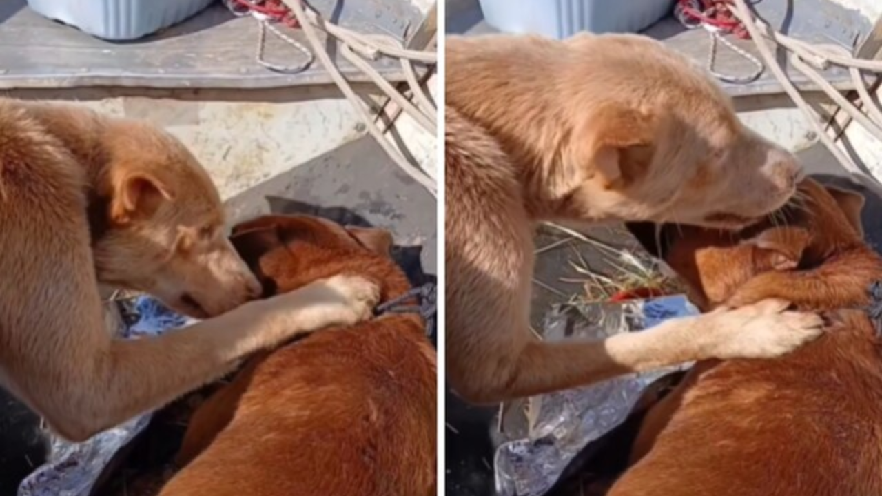 Video Video Of Rescued Dog Comforting Another Puppy During Flood Will Leave You Teary-Eyed