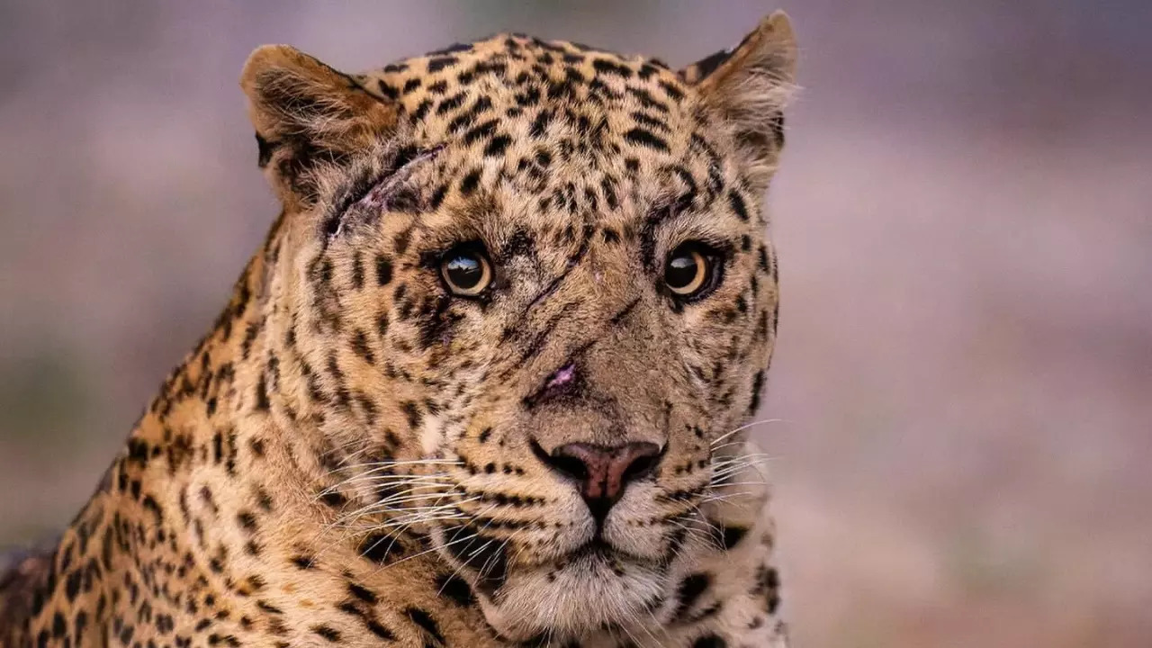 A male Indian leopard with a clawed face looks straight into the camera lens. | Marlon du Toit