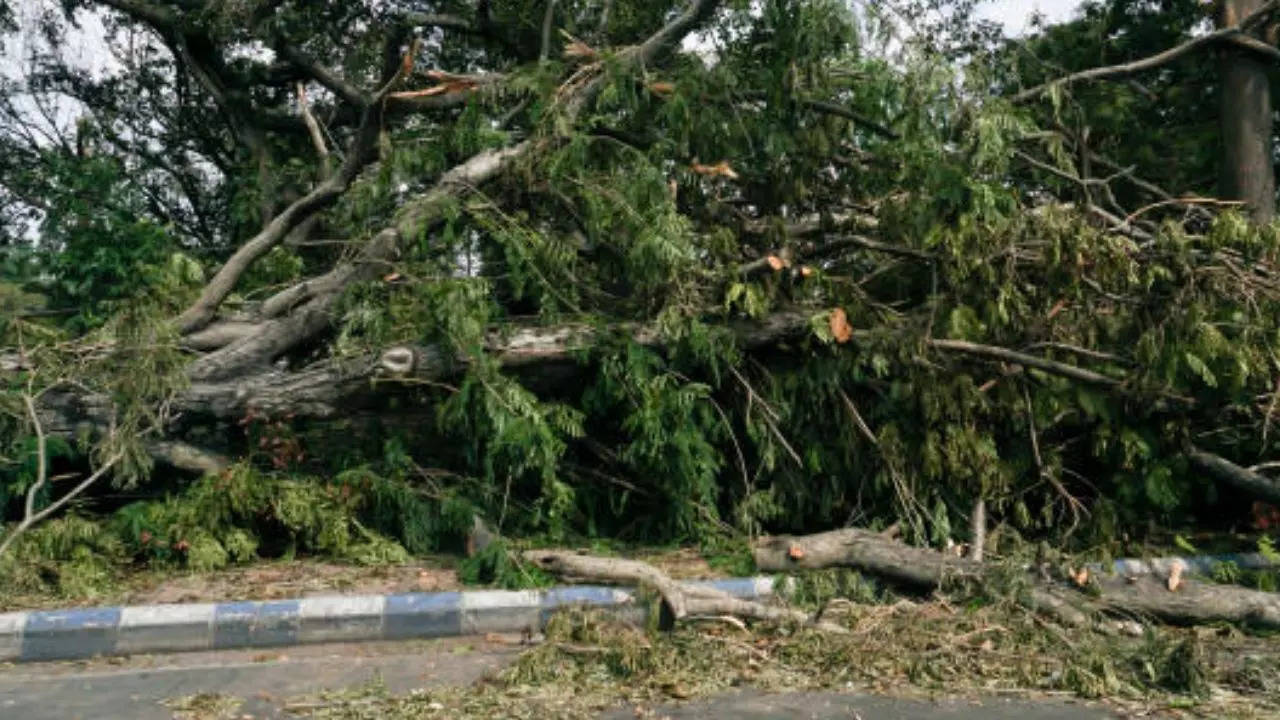 Bengaluru Weather: Here's How You Can Report About Trees In Dangerous Position Around You