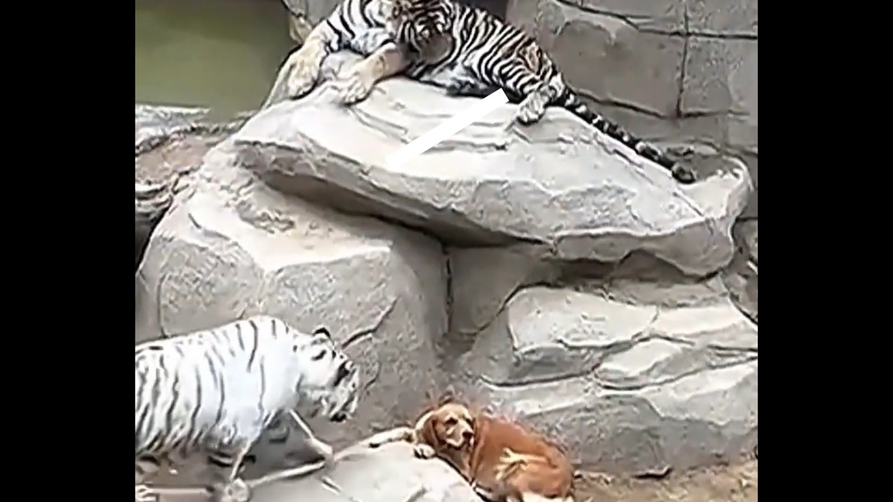 Viral Video: This Golden Retriever’s Love for Three Tiger Cubs Will Warm Your Heart