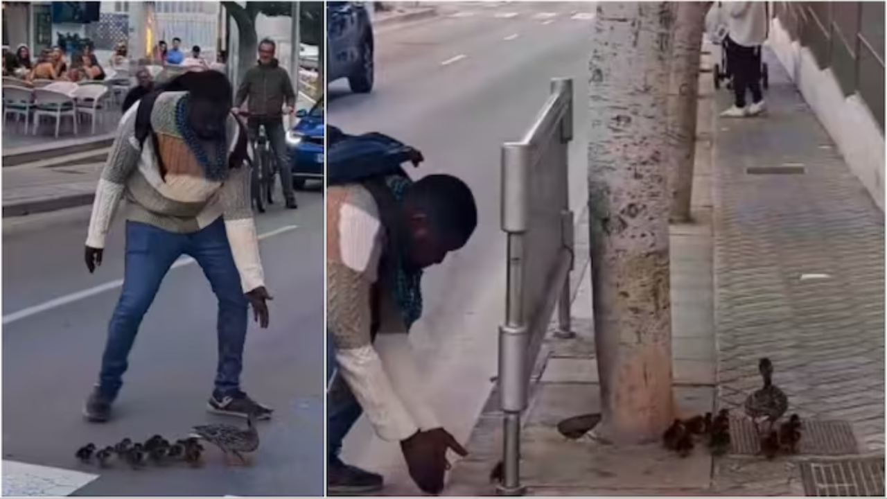 Viral Video: Man Helps Mama Duck & Babies Cross Road, Internet Praises His Kindness