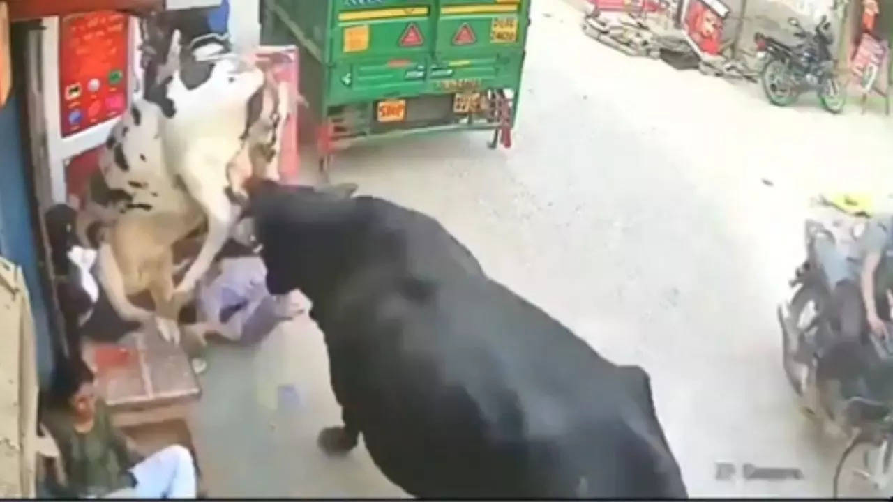 Dramatic Rescue as Stray Cows Stampede Local Shop.