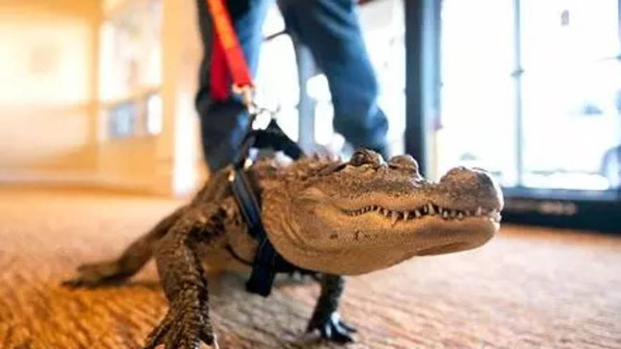 joie henney's wally gator history of 'going missing': what happened when alligator was stolen in 2022