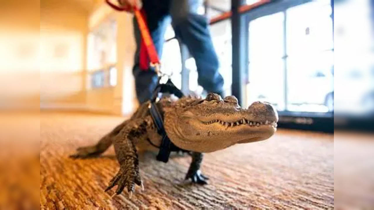 Wally - The Emotional Support Alligator