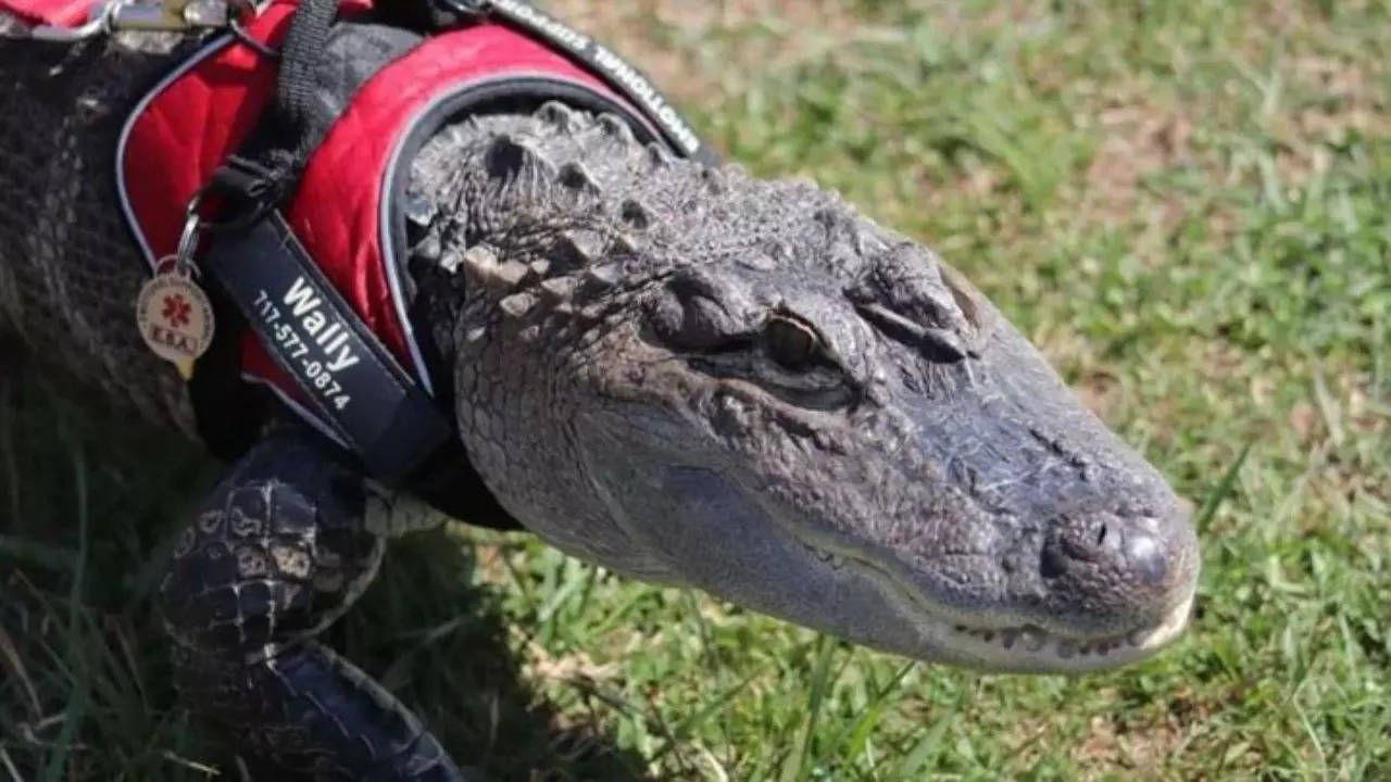 Wally Gator's GoFundMe Fails To Raise Funds Amid Emotional Support For Missing Alligator