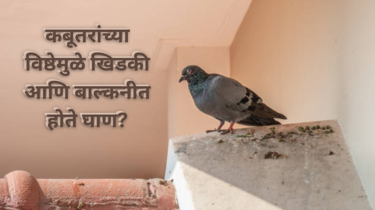 tips to clean pigeon  droppings: and poops from balcony