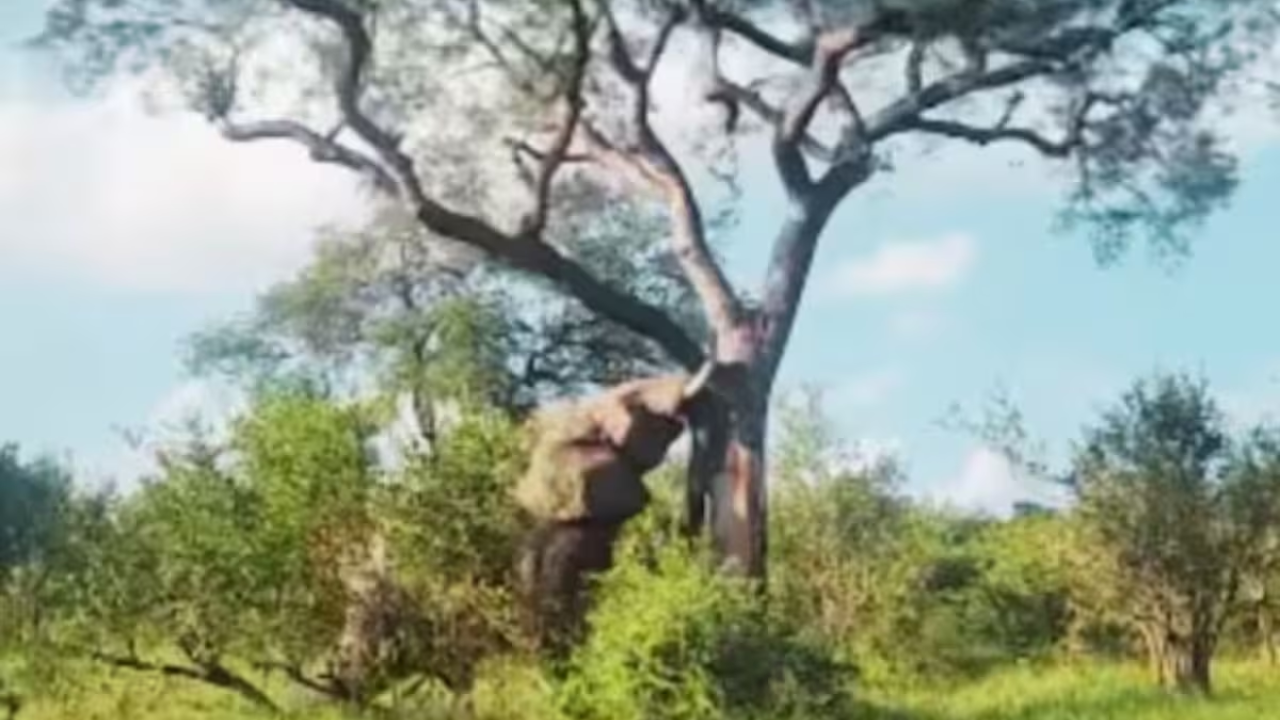 Viral Video: Elephant's Incredible Strength Uproots Massive Tree, Netizens Stunned