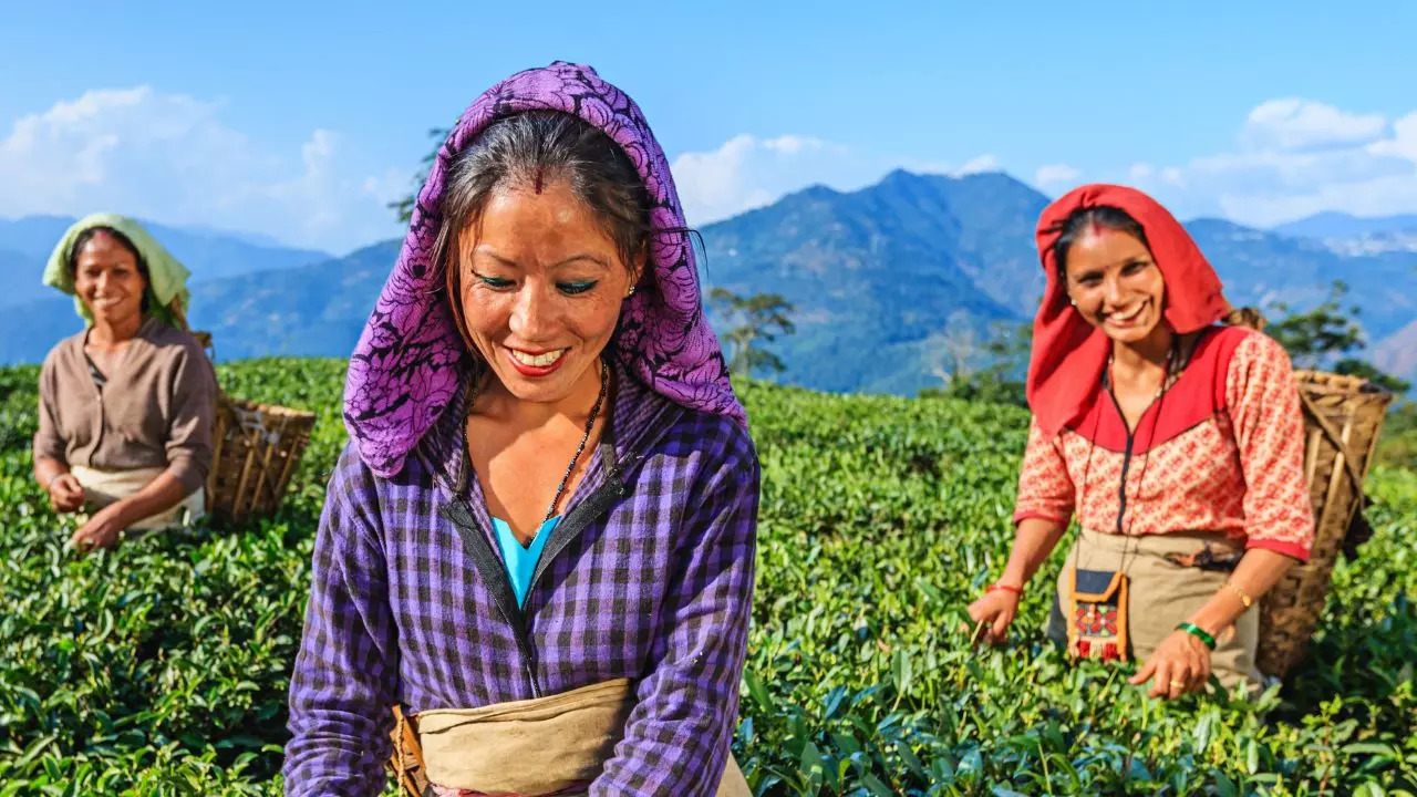 Sip, Stay, Explore: Incredible Tea Plantation Stays In India. Credit: Canva