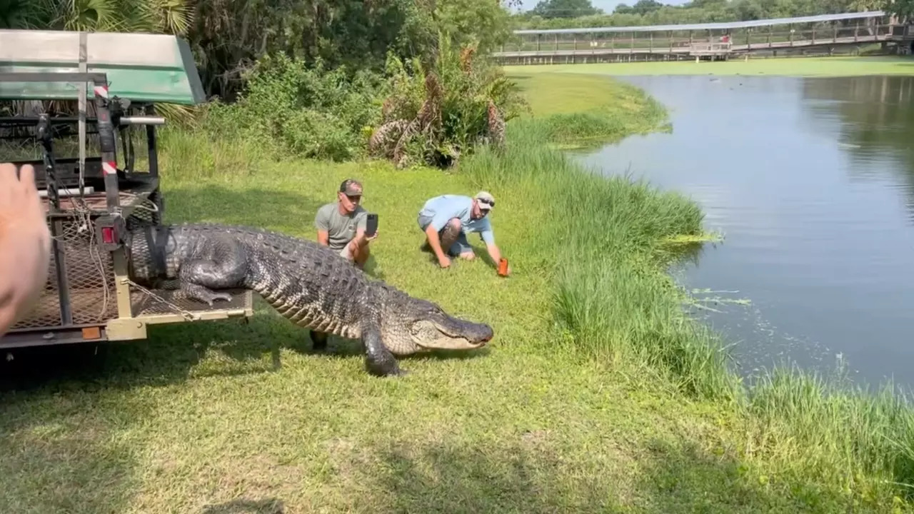 Trappers release the alligator into water at Gatorama. | MacDill Air Force Base