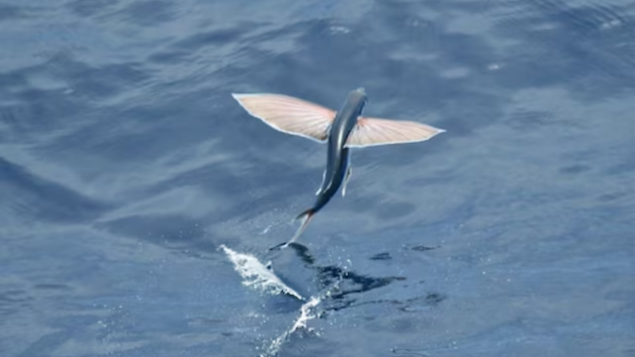 Viral Video: Watch This Flying Fish Glide Above The Sea At Incredible Lightning Speed