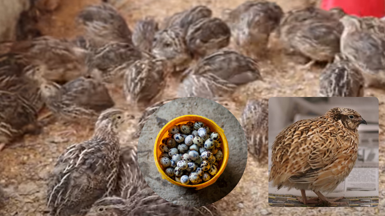 Quail birds business