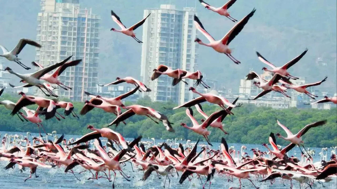 Flight Hits Flamingos