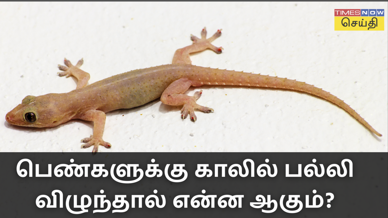  பெண்களுக்கு காலில் பாதங்களில் பல்லி விழுந்தால் என்ன பலன்? Palli Vizhum Palan for Women 