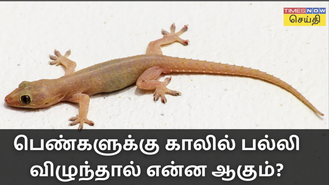 பல்லி விழும் பலன்