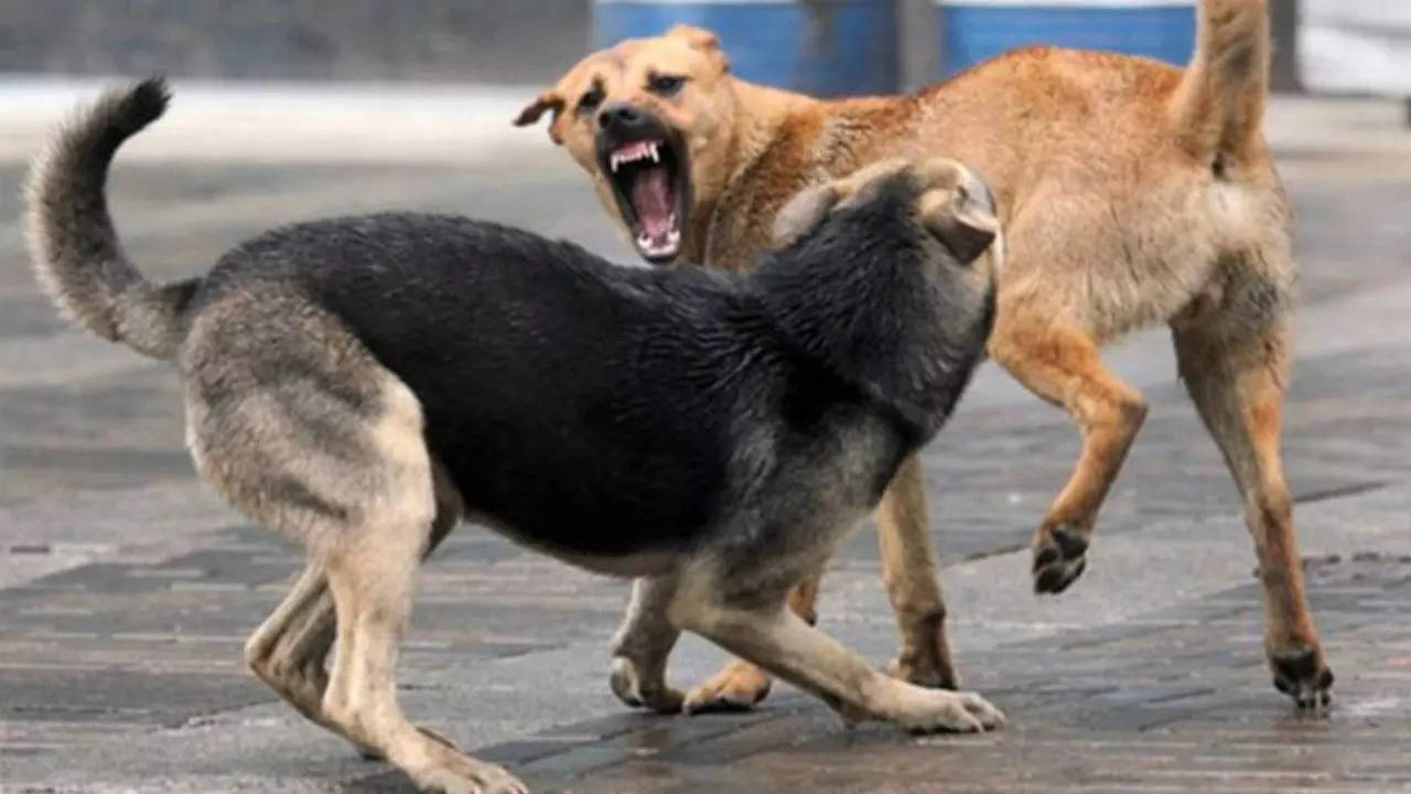 Nagpur Stray Dogs Attack on Child