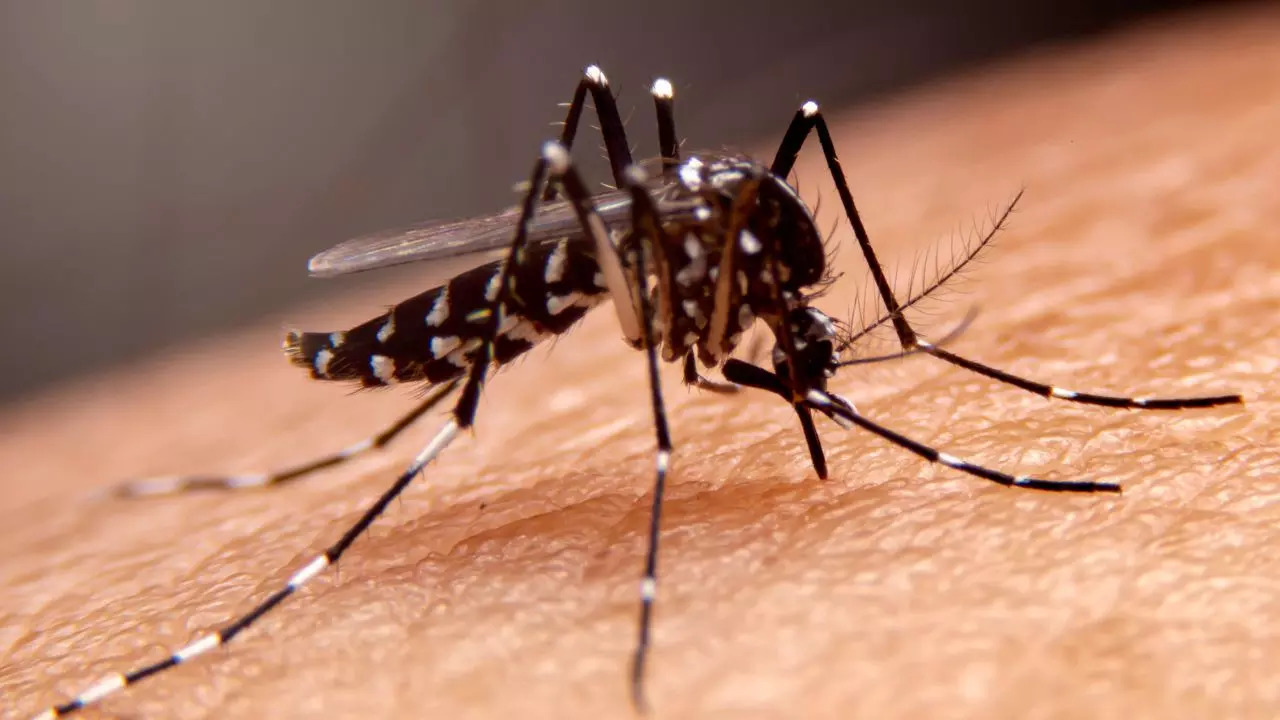 Maharashtra Reports 40% Surge In Pre-Monsoon Dengue Cases