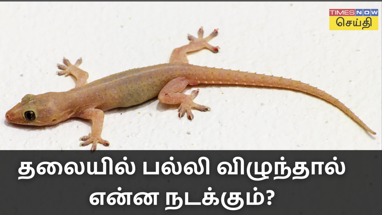  தலையில் பல்லி விழுந்தால் அது சுபமா அல்லது கலகத்தைக் குறிக்குமா? Palli Vizhum Palan on Head 