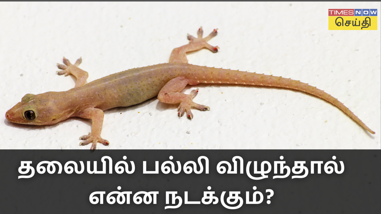 பல்லி விழும் பலன்