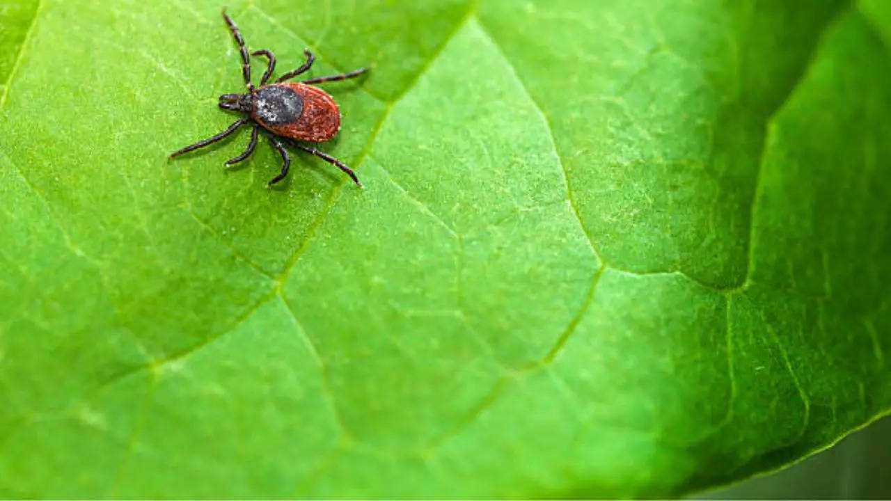 Lyme disease