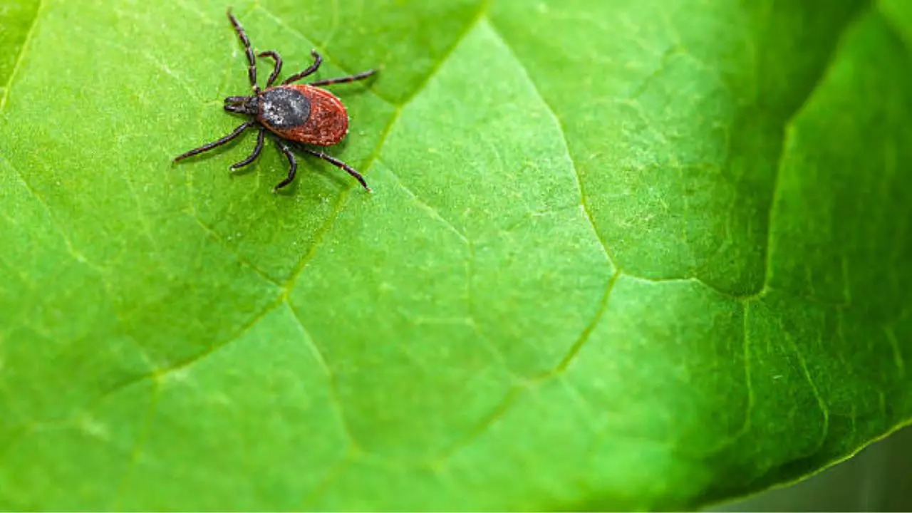 Tick Season, Warmer Weather Sparks Fears Of Lyme Disease Spread In The ...