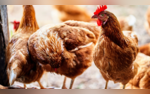 Dont Kiss The Chickens CDC Alerts About Salmonella Outbreak Linked To Poultry