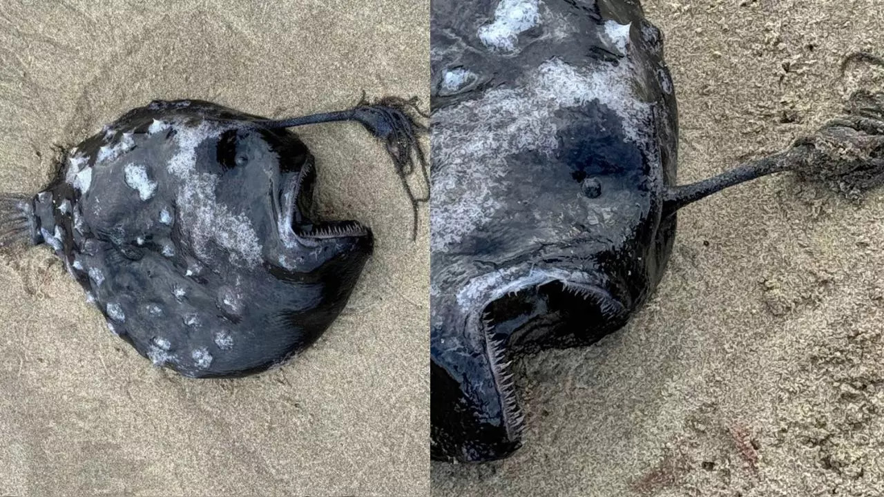 Super Rare Alien-Like Fish Washes Up On US Beach – See Photos | Times Now