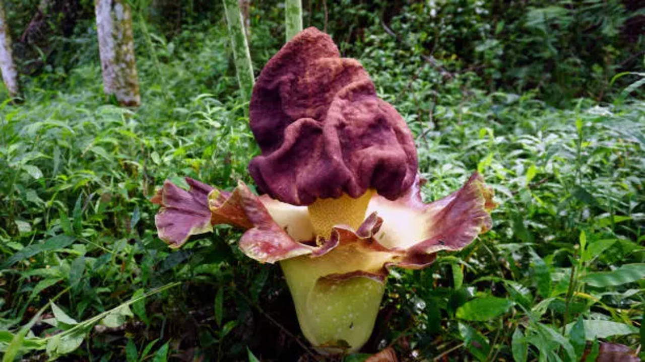 Como Park Zoo's Rare Corpse Flower Is Blooming! | Times Now