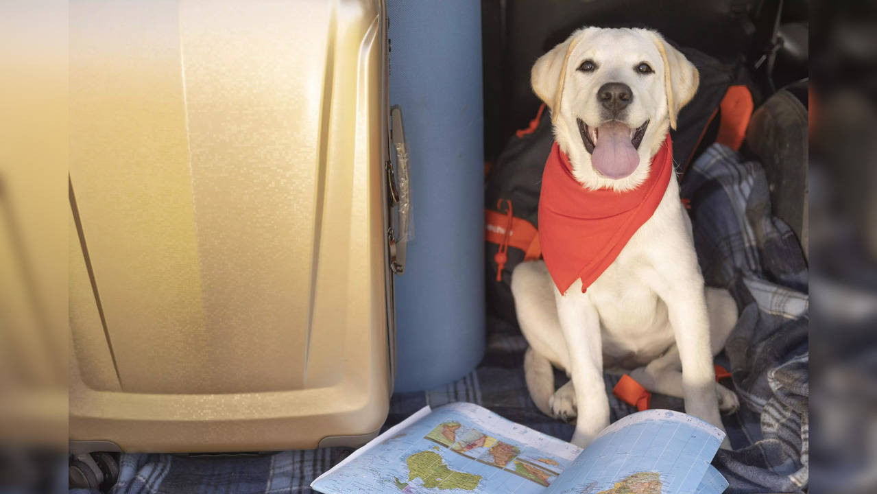 Dog-Centric Airline For Pets And Their Owners Launches Its First Flight, Image Credit - Freepik