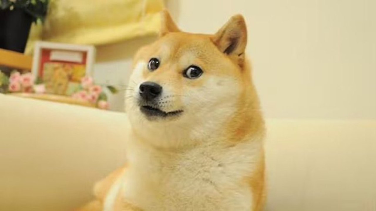 Kabosu, Meme Dog Who Inspired Dogecoin, Has Died