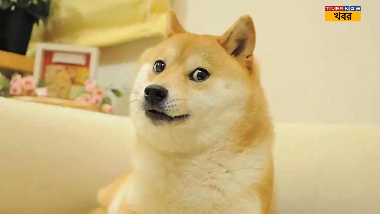 Doge Meme Kabosu social media famous Japanese dog dies today (1)