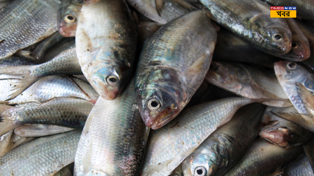 Hilsa Fish how to know fresh ilish fish in market