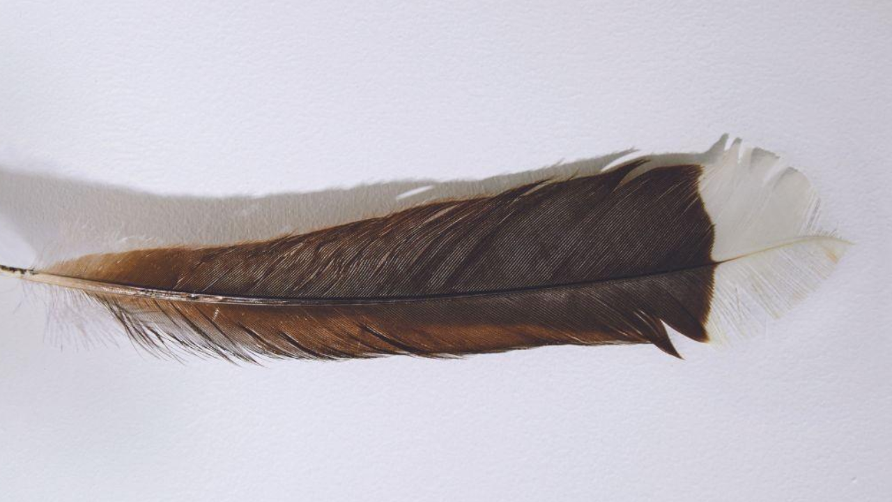 Most Expensive Feather 