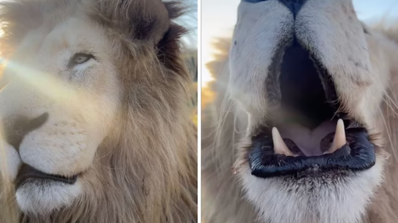 Viral Video: Beautiful Close-Up Shot of Lion in African Forest Leaves Viewers in Awe