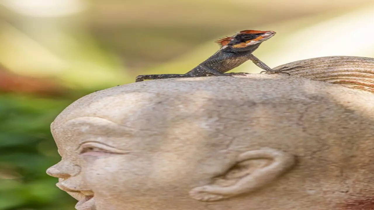 Remedies For When A Lizard Falls On You