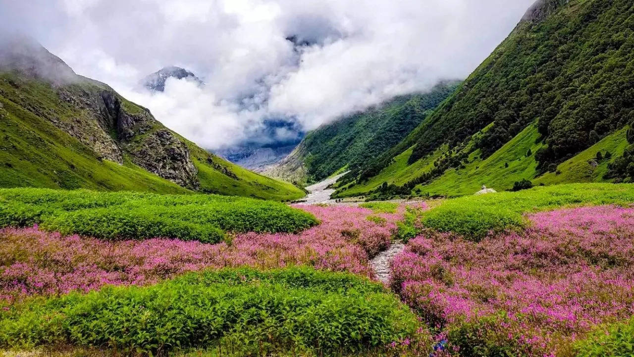 Valley of Flowers 