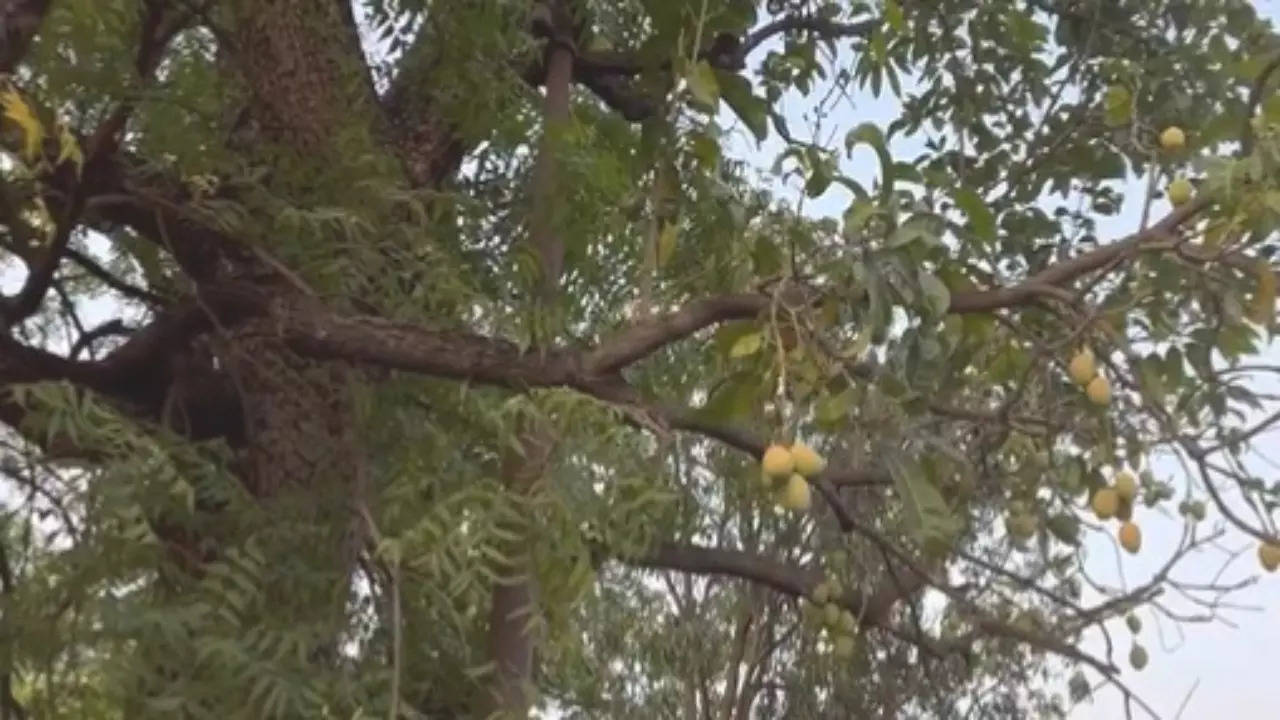 Mango Fruits On Neem Tree