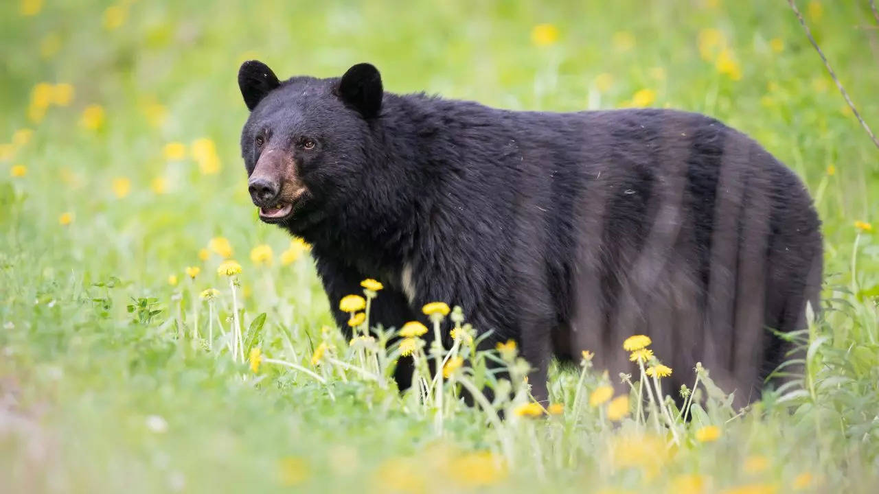 Family Infected With Brain Worms After Eating Undercooked Black Bear Meat