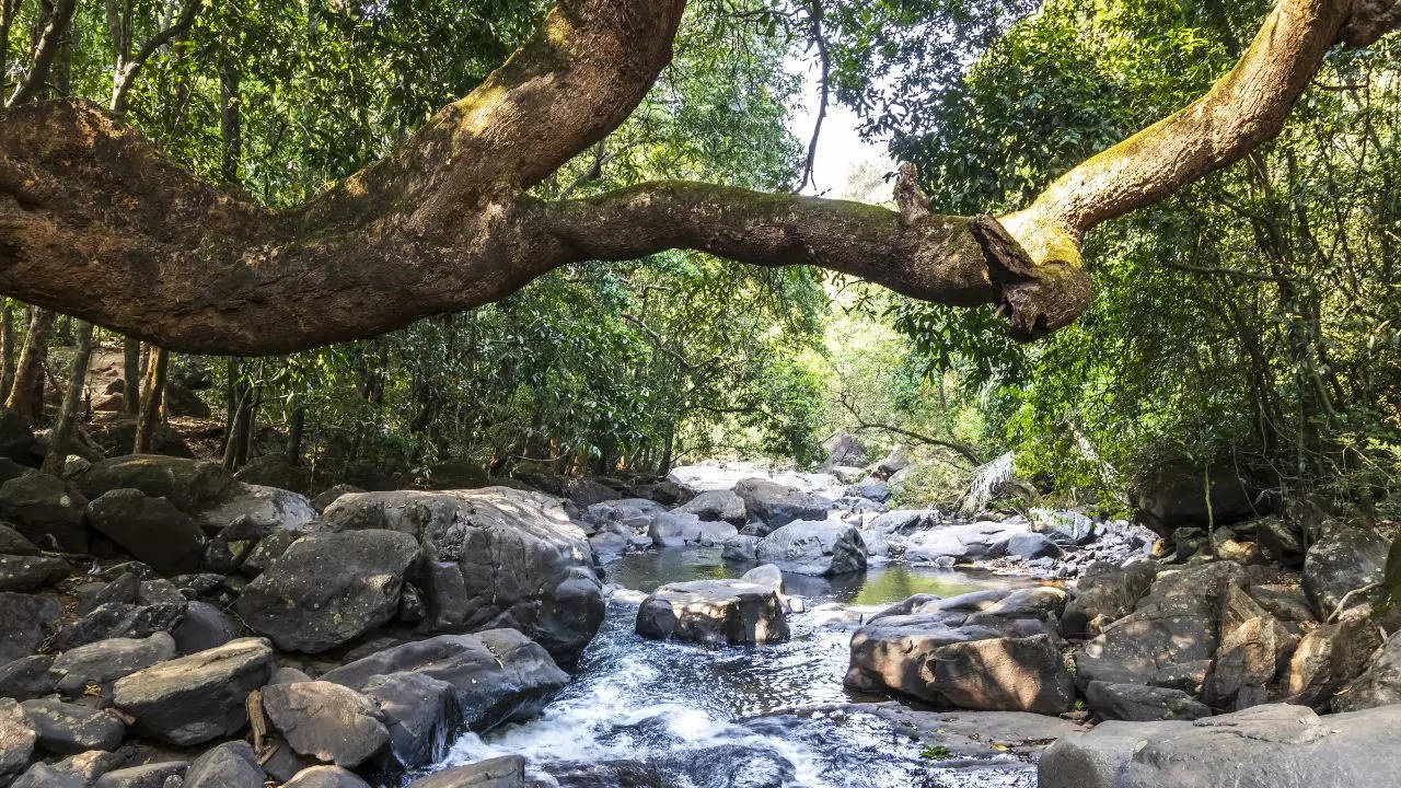 5 Lesser-Known Waterfalls In Goa You Should Bookmark For Monsoon. Credit: Canva
