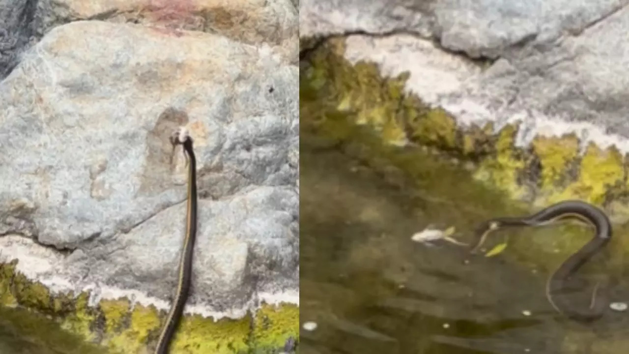 Viral Instagram Video Captures Dramatic Snake Encounter with Mating Frogs