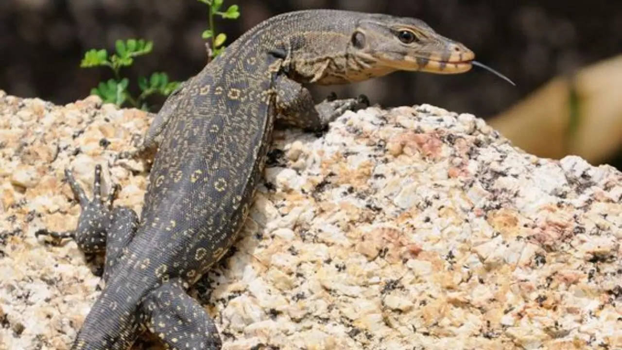 Monitor Lizard Invades Second-Floor Apartment in Lucknow