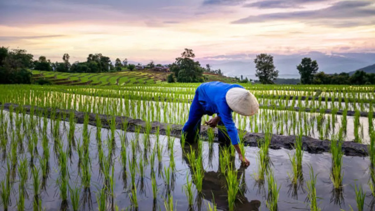 rice farming