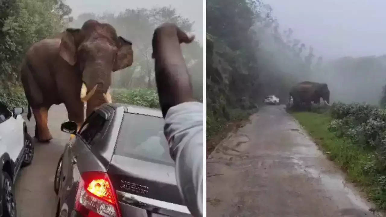 Elephant Attack Video