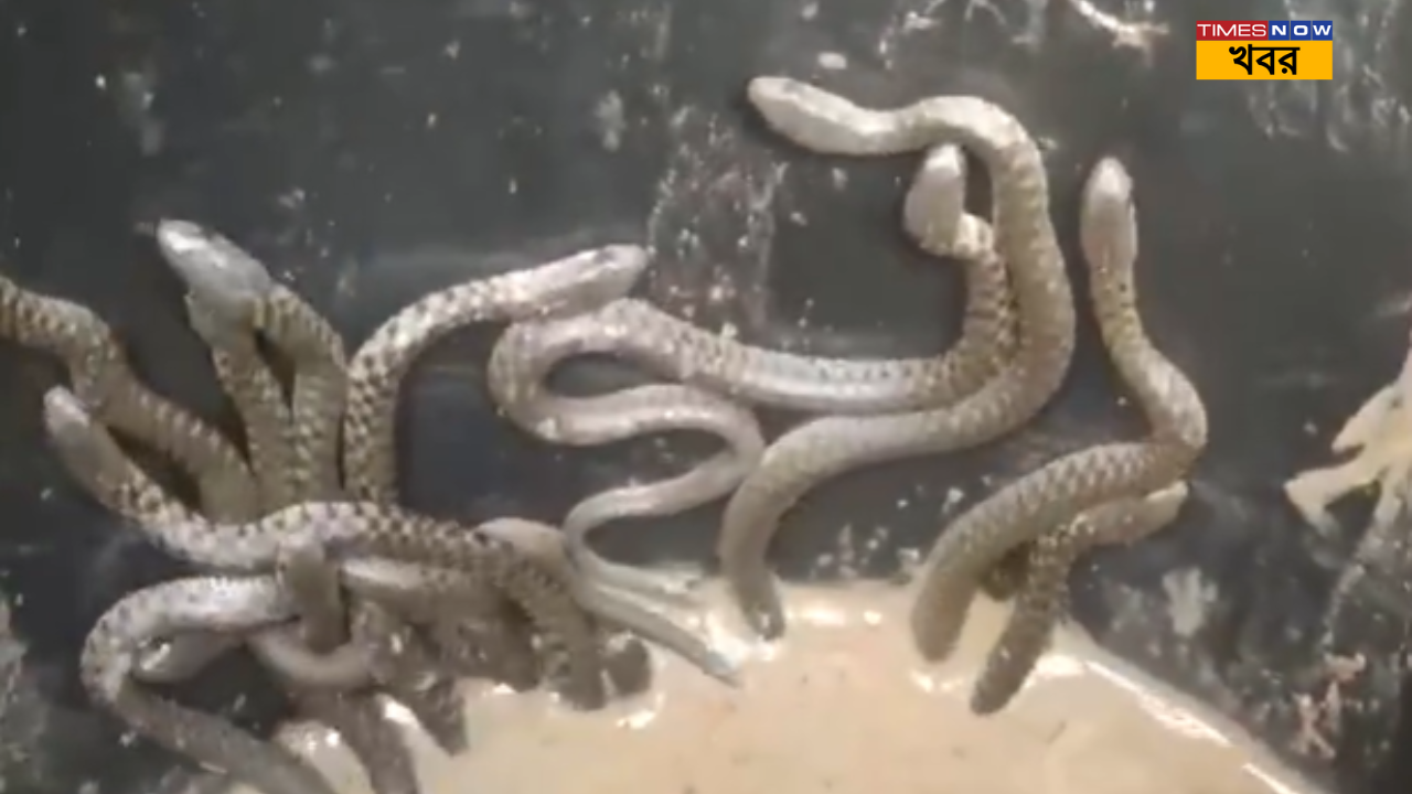 Viral Video 35 snakes captured from a under construction house in assam