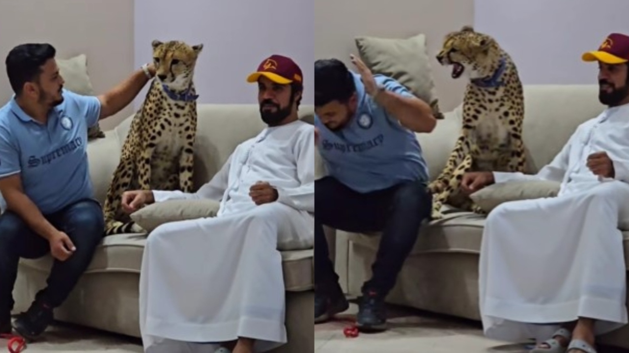 Watch: Pakistani Content Creator's Petting Attempt Turns Into Cheetah Attack, Sparks Outrage