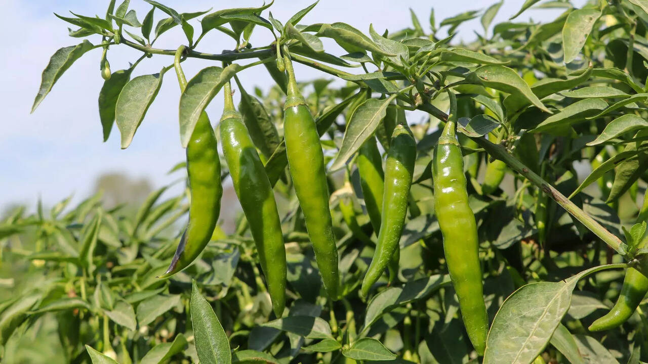 Green Chilli Benefits ಹಸಿಮೆಣಸು ಬರೀ ಖಾರವಷ್ಟೇ ಅಲ್ಲ..ಆರೋಗ್ಯ ಪ್ರಯೋಜನಗಳ ಆಗರ