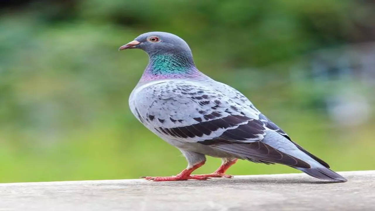 Spiritual Meaning Of A Pigeon