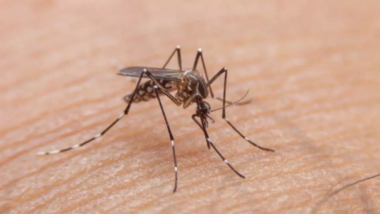 Dengue Fever Cases On Rise In US