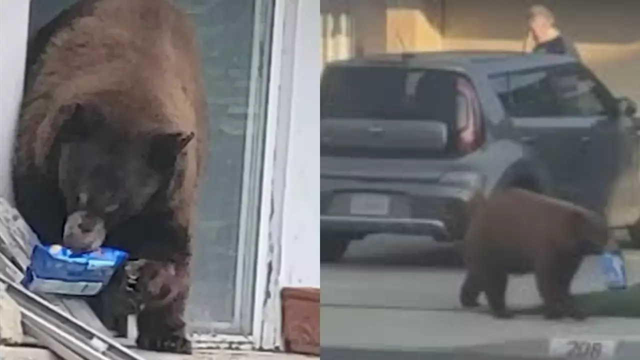 Oreo the bear breaks into the home and raids the car a few days apart. | Courtesy: NBC